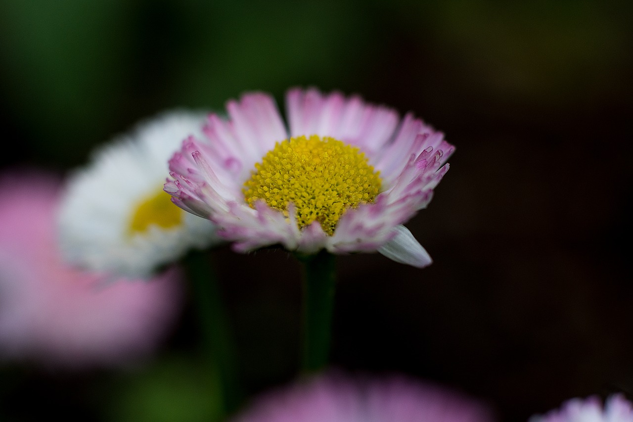 Gėlė, Daisy, Augalas, Pavasaris, Uždaryti, Balta, Sodas, Makro, Žolė, Gamta