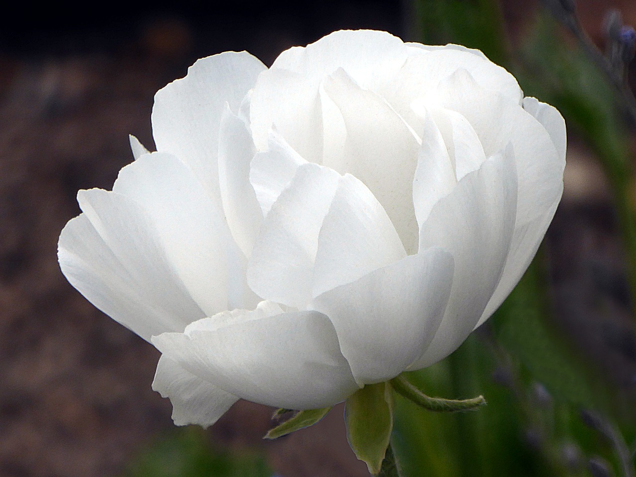 Gėlė, Anemonis, Balta, Ranunculaceae, Pavasaris, Nemokamos Nuotraukos,  Nemokama Licenzija