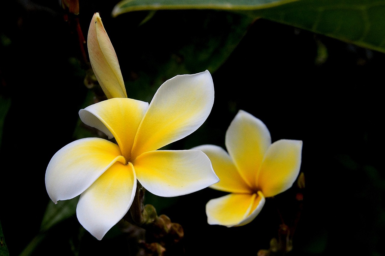 Gėlė, Plumeria, Rubra, Atogrąžų, Žiedas, Žiedlapiai, Augalas, Žydi, Auga, Egzotiškas