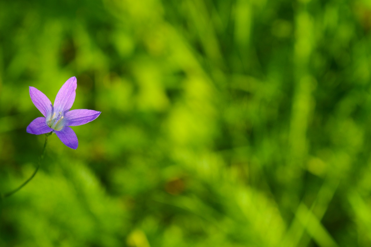 Gėlė, Žiedas, Žydi, Augalas, Pavasaris, Vasara, Žiedlapiai, Flora, Gamta, Mėlynas Dangus