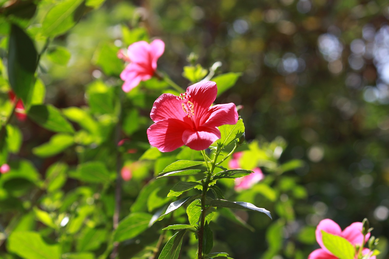 Gėlė, Hibiscus, Natūralus, Nemokamos Nuotraukos,  Nemokama Licenzija