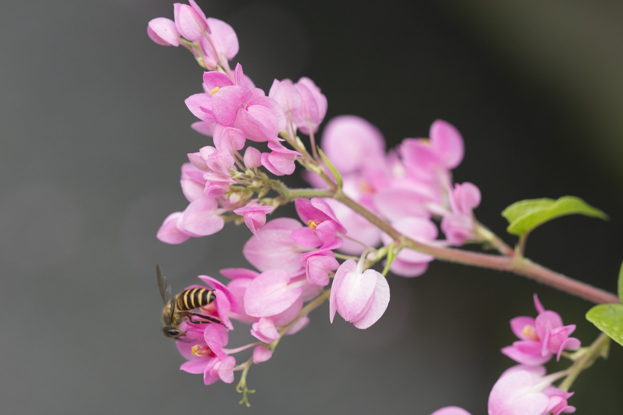 Gėlė, Bičių, Gamta, Žalias, Augalas, Makro, Gėlių, Nemokamos Nuotraukos,  Nemokama Licenzija