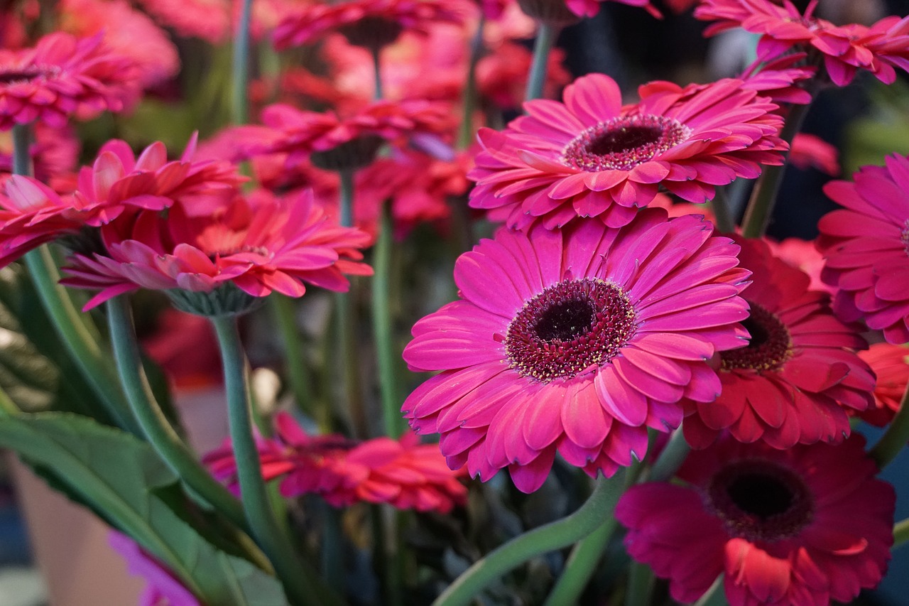 Gėlė, Gerbera, Schnittblume, Pavasaris, Rožinis, Augalas, Gamta, Uždaryti, Žiedas, Žydėti