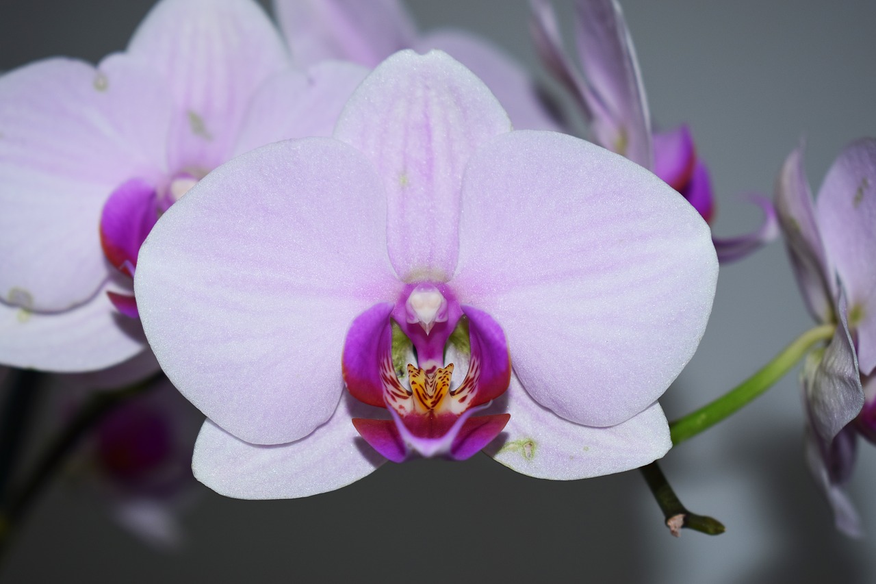 Gėlė, Orchidėja, Gėlės, Violetinė Orchidėja, Gamta, Nemokamos Nuotraukos,  Nemokama Licenzija