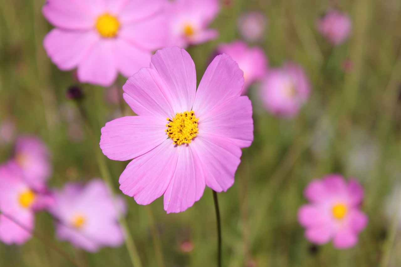 Gėlė, Gamta, Rosa, Nemokamos Nuotraukos,  Nemokama Licenzija