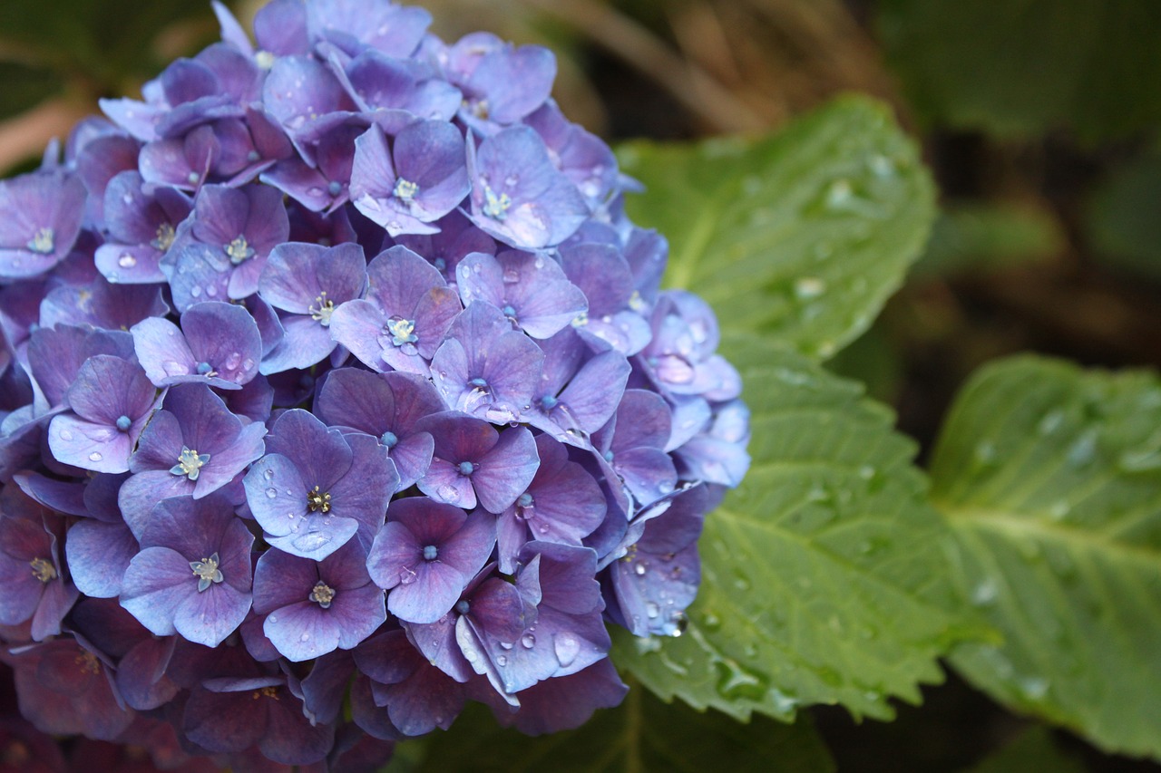 Gėlė, Hydrangeas, Vasara, Sodas, Žalias, Augalas, Lapai, Gamta, Augalai, Gėlės