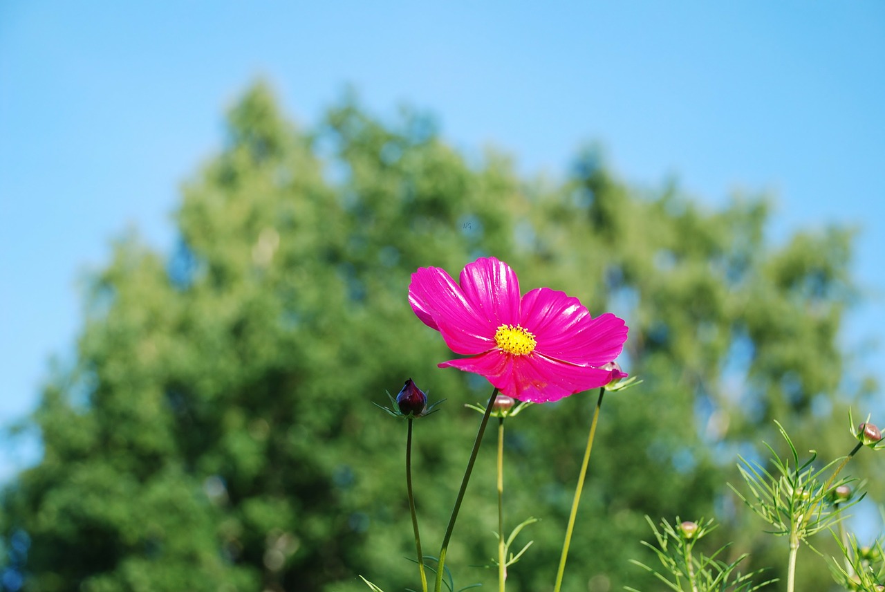 Gėlė, Violetinė, Žydėti, Lapai, Gamta, Žalias, Geltona, Gražus, Makro, Flora