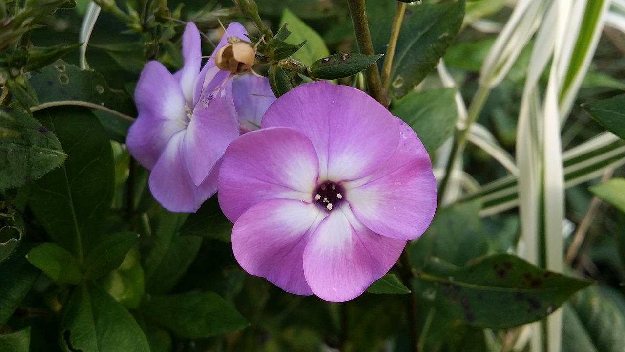 Gėlė, Violetinė, Purpurinė Gėlė, Žiedas, Gėlių, Sodas, Žalias, Nemokamos Nuotraukos,  Nemokama Licenzija