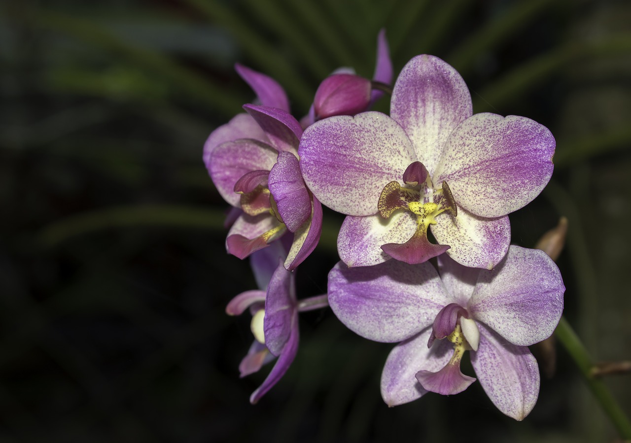 Gėlė, Orchidėjos, Violetinė, Natūralus, Žiedlapis, Gamta, Gėlių, Žydėti, Botanika, Sodas