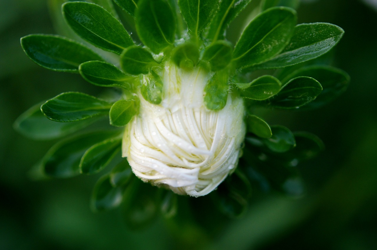 Gėlė, Balta, Makro, Gamta, Gėlių, Pavasaris, Žiedas, Flora, Žydėti, Nemokamos Nuotraukos