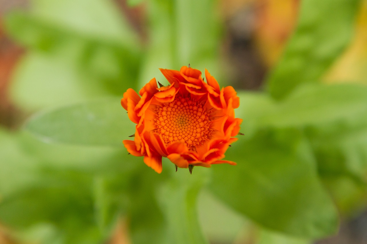 Gėlė, Oranžinė, Pavasaris, Gamta, Makro, Augalas, Flora, Nemokamos Nuotraukos,  Nemokama Licenzija