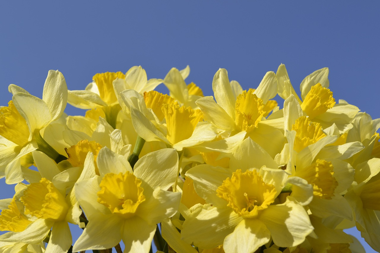 Gėlė, Daffodil, Bulvinis Augalas, Pavasaris, Pavasario Gėlės, Geltona Gėlė, Narcizai, Narcizo Puokštė, Gėlių Sodas, Geltona