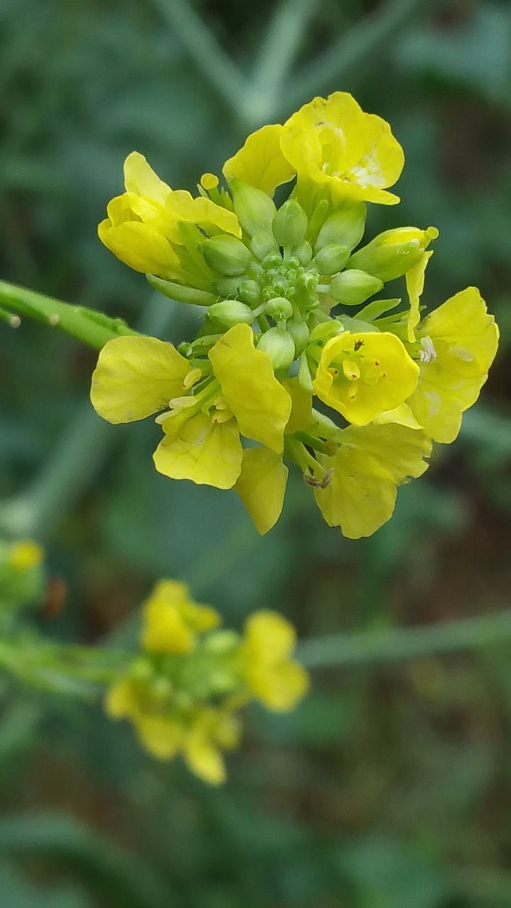 Gėlė, Makro, Geltona, Žolė, Sodininkystė, Gėlių, Žiedas, Pavasaris, Gamta, Botanikos