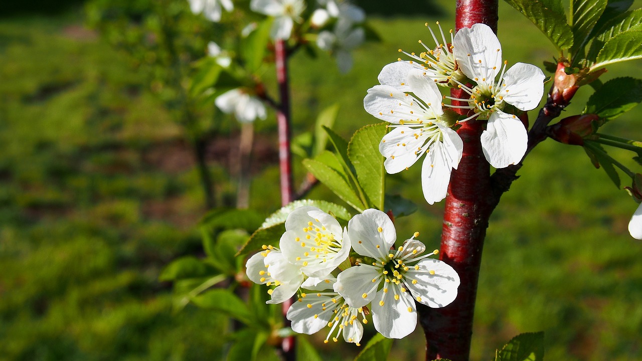 Gėlė, Vyšnia, Žydi, Pavasaris, Gamta, Sodas, Balta, Medis, Vyšnių Žiedas, Makro