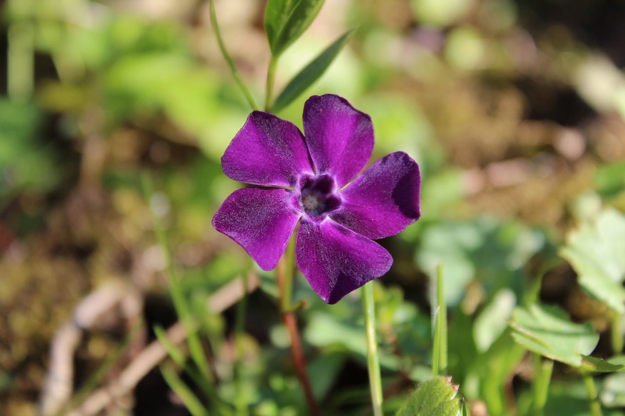 Gėlė, Violetinė, Gamta, Nemokamos Nuotraukos,  Nemokama Licenzija