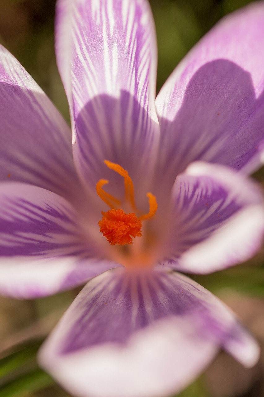 Gėlė, Crocus, Pavasario Gėlė, Pavasaris, Violetinė, Gamta, Sodas, Violetinė, Pavasario Krokusas, Gėlės