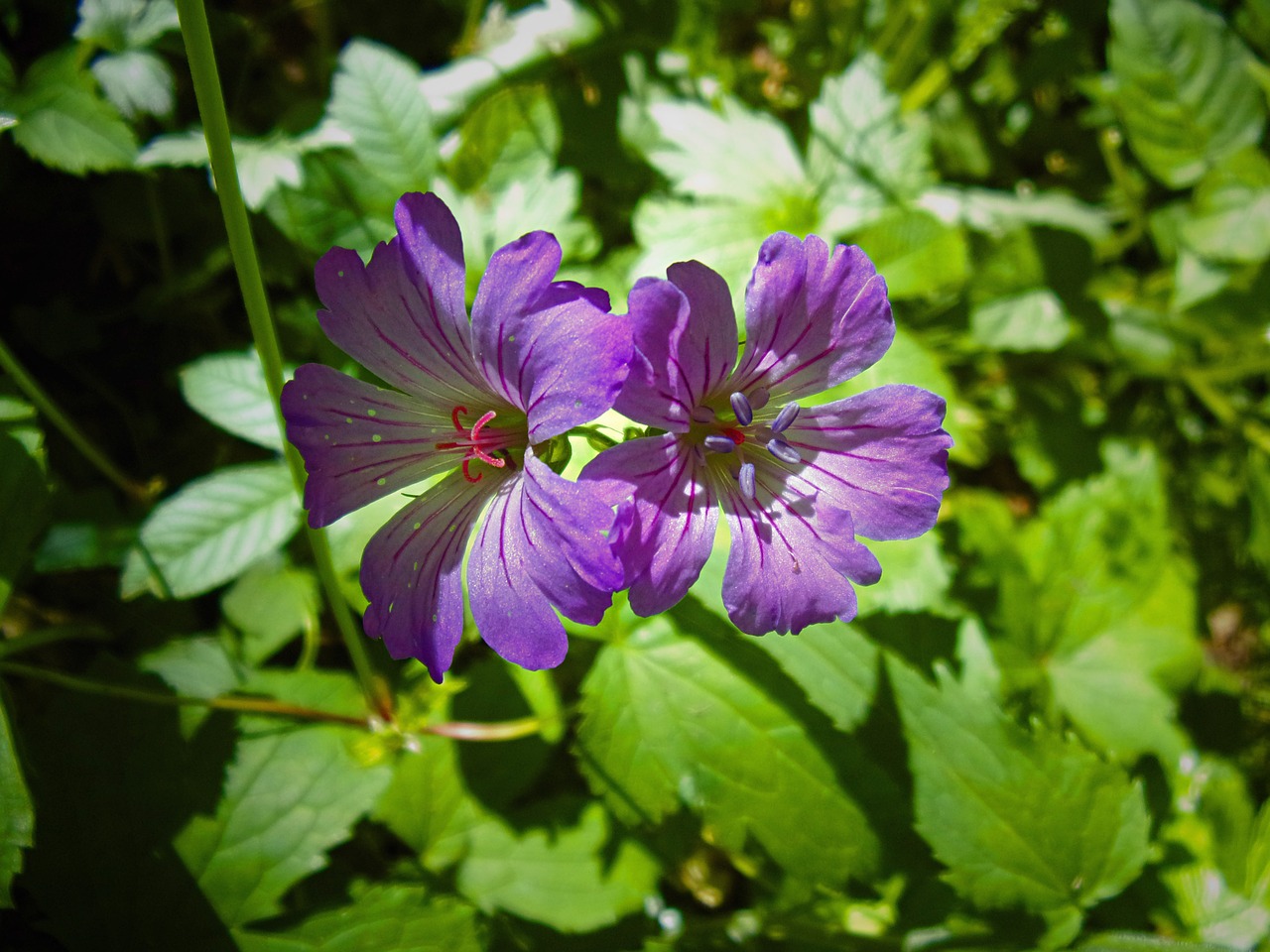 Gėlė, Geranium, Pavasaris, Cévennes, Nemokamos Nuotraukos,  Nemokama Licenzija