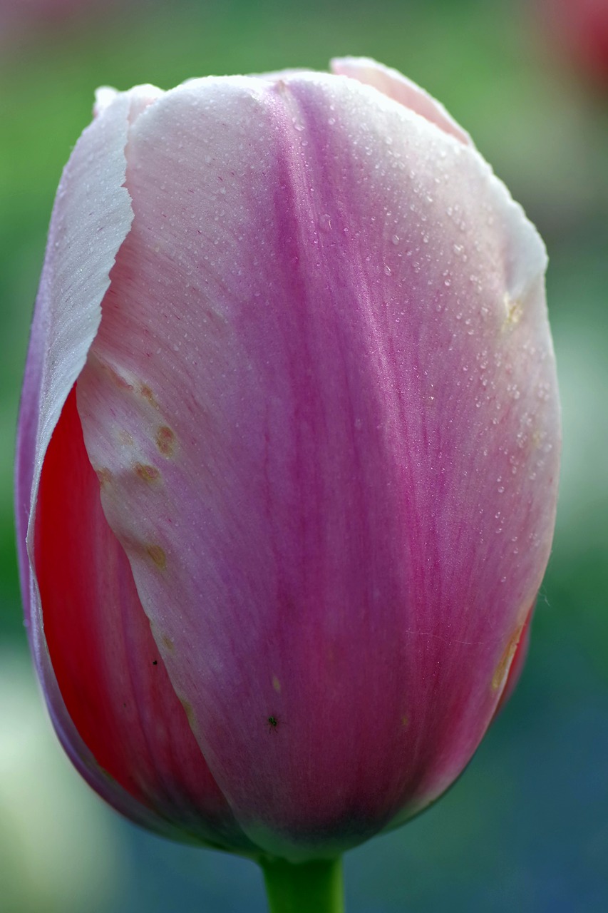 Gėlė, Žiedlapiai, Tulpė, Violetinė, Makro, Rosa, Lašai, Vanduo, Iš Arti, Gamta