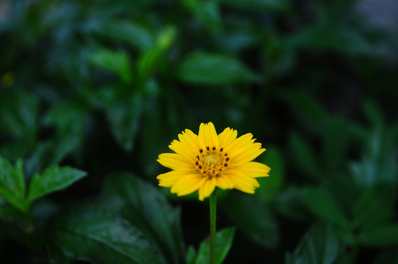 Gėlė, Hoangduyhung, Vietnamas, Nemokamos Nuotraukos,  Nemokama Licenzija