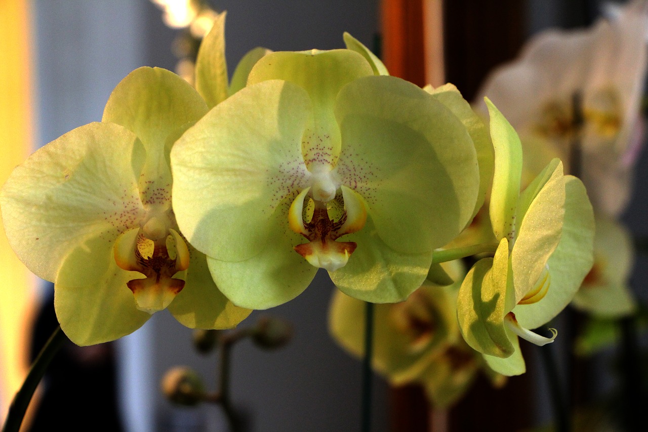 Gėlė, Phalaenopsis, Geltonos Gėlės, Nemokamos Nuotraukos,  Nemokama Licenzija