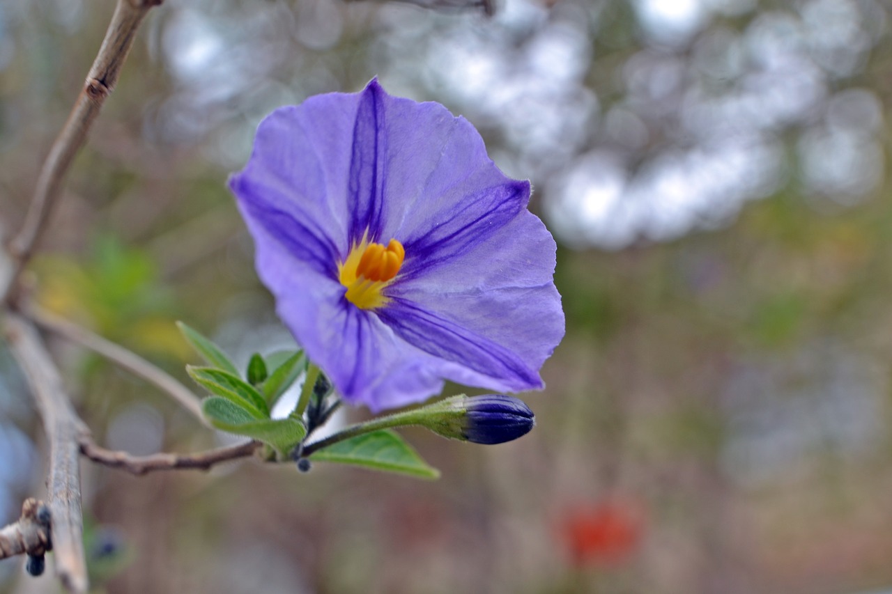 Gėlė, Alyva, Išsamiai, Alyvinis Hibiscus, Gamta, Gėlės, Žiedlapiai, Violetinė, Sodas, Gėlės