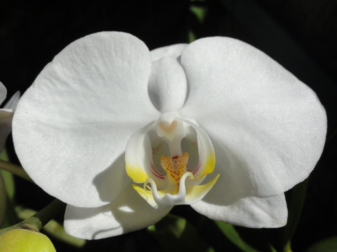 Gėlė, Orchidėja, Phalaenopsis, Balta Orchidėja, Nemokamos Nuotraukos,  Nemokama Licenzija