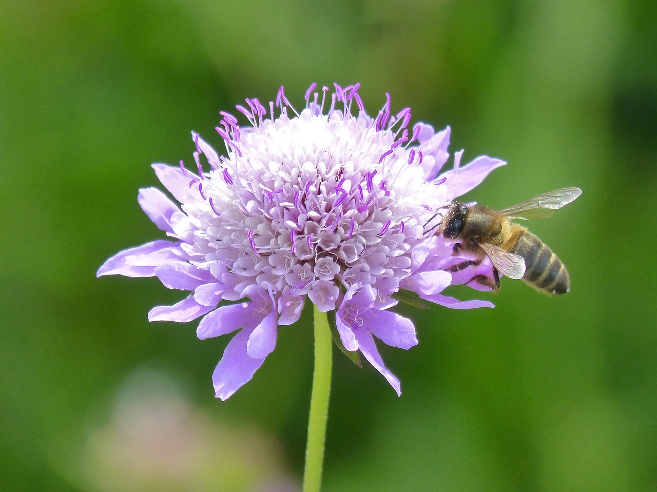 Gėlė, Bičių, Libar, Pavasaris, Apis Melifera, Nemokamos Nuotraukos,  Nemokama Licenzija