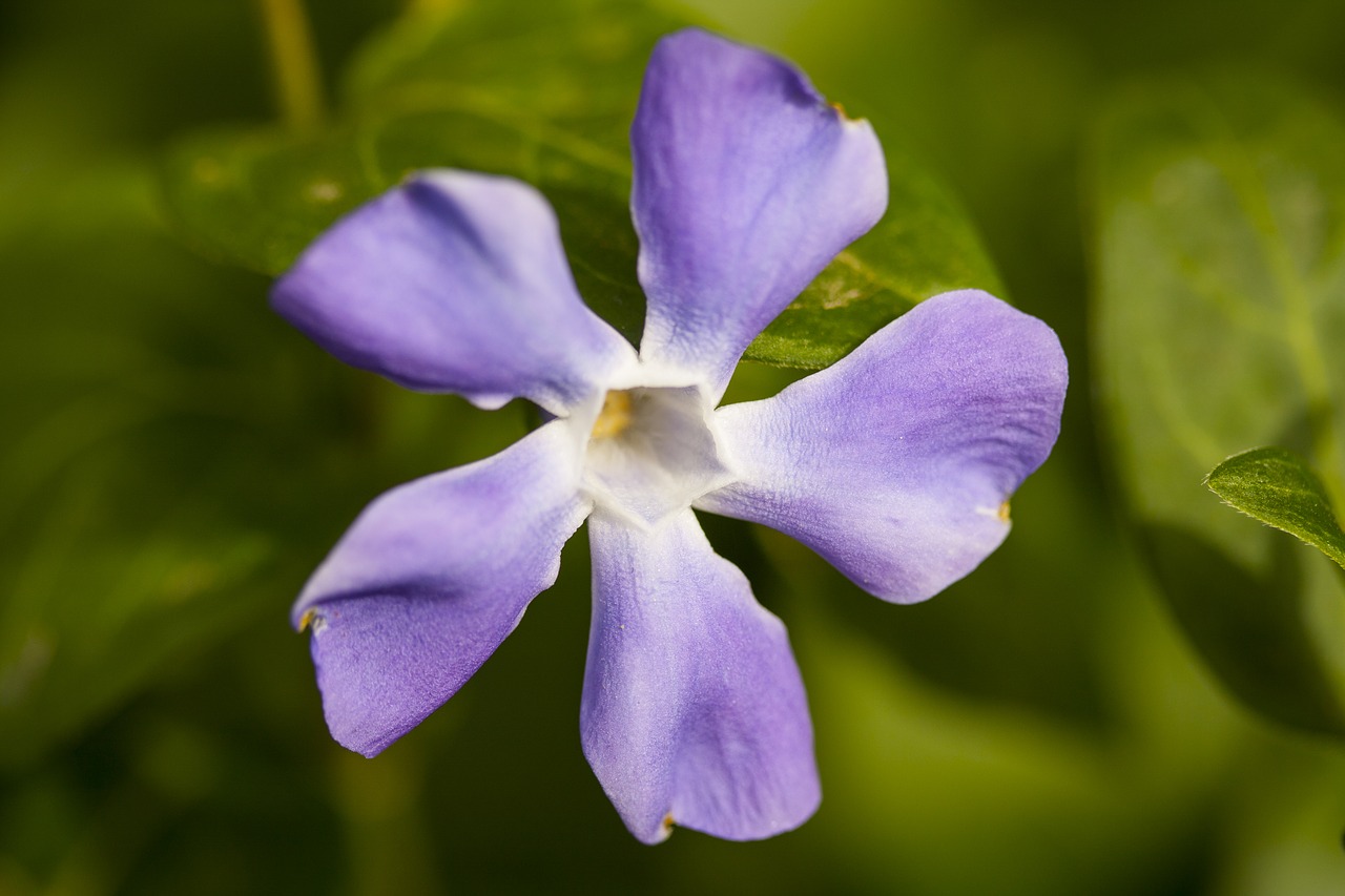 Gėlė, Violetinė, Augalas, Purpurinės Gėlės, Gamta, Gėlių Paveikslėlis, Makro, Fonas, Žalias, Gėlės