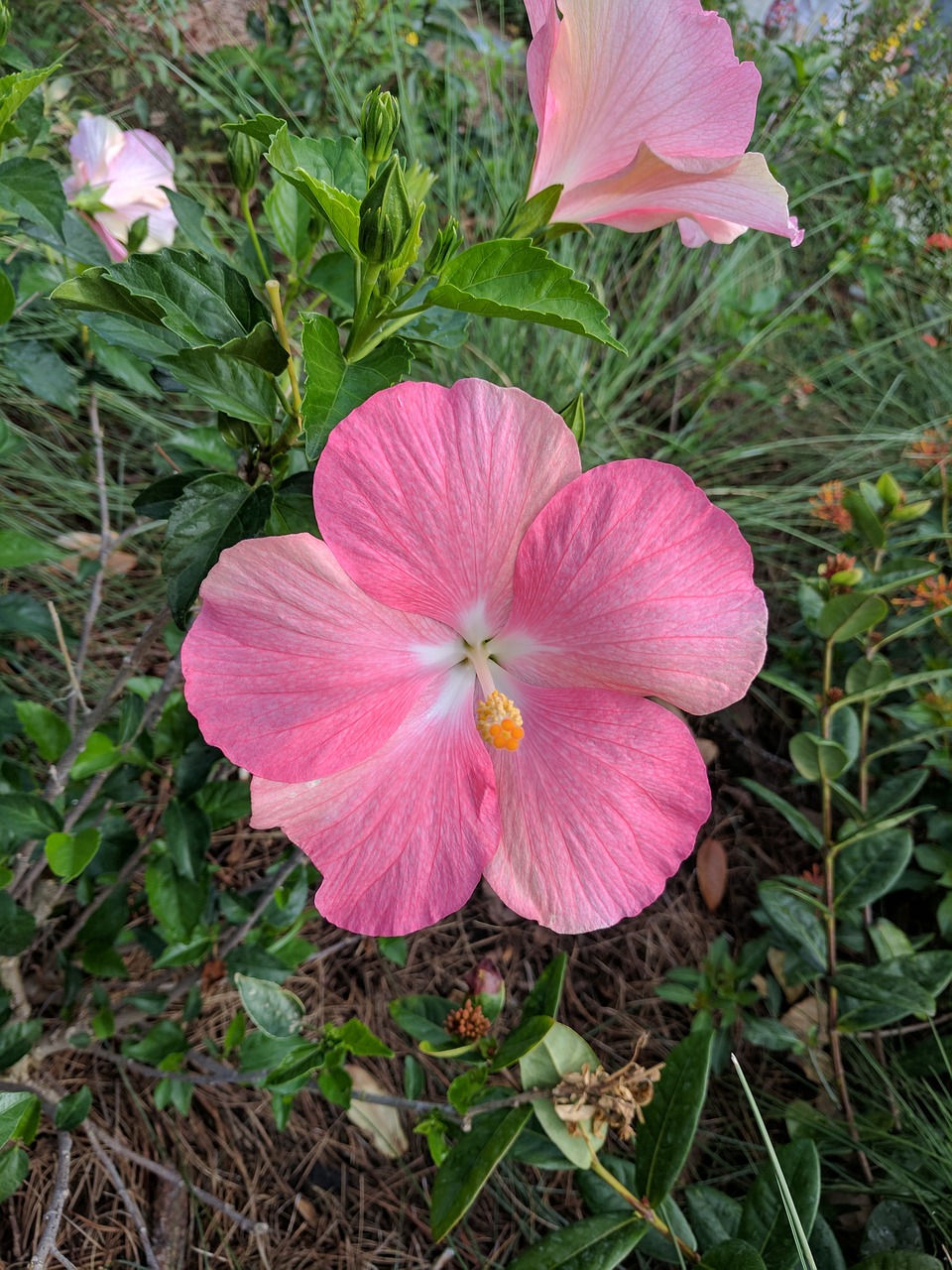 Gėlė, Hibiscus, Rožinis, Nemokamos Nuotraukos,  Nemokama Licenzija