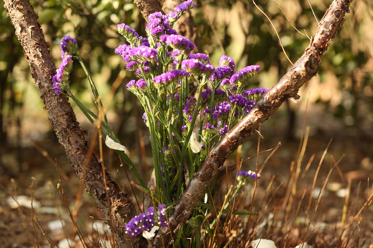 Gėlė, Violetinė, Augalas, Nemokamos Nuotraukos,  Nemokama Licenzija