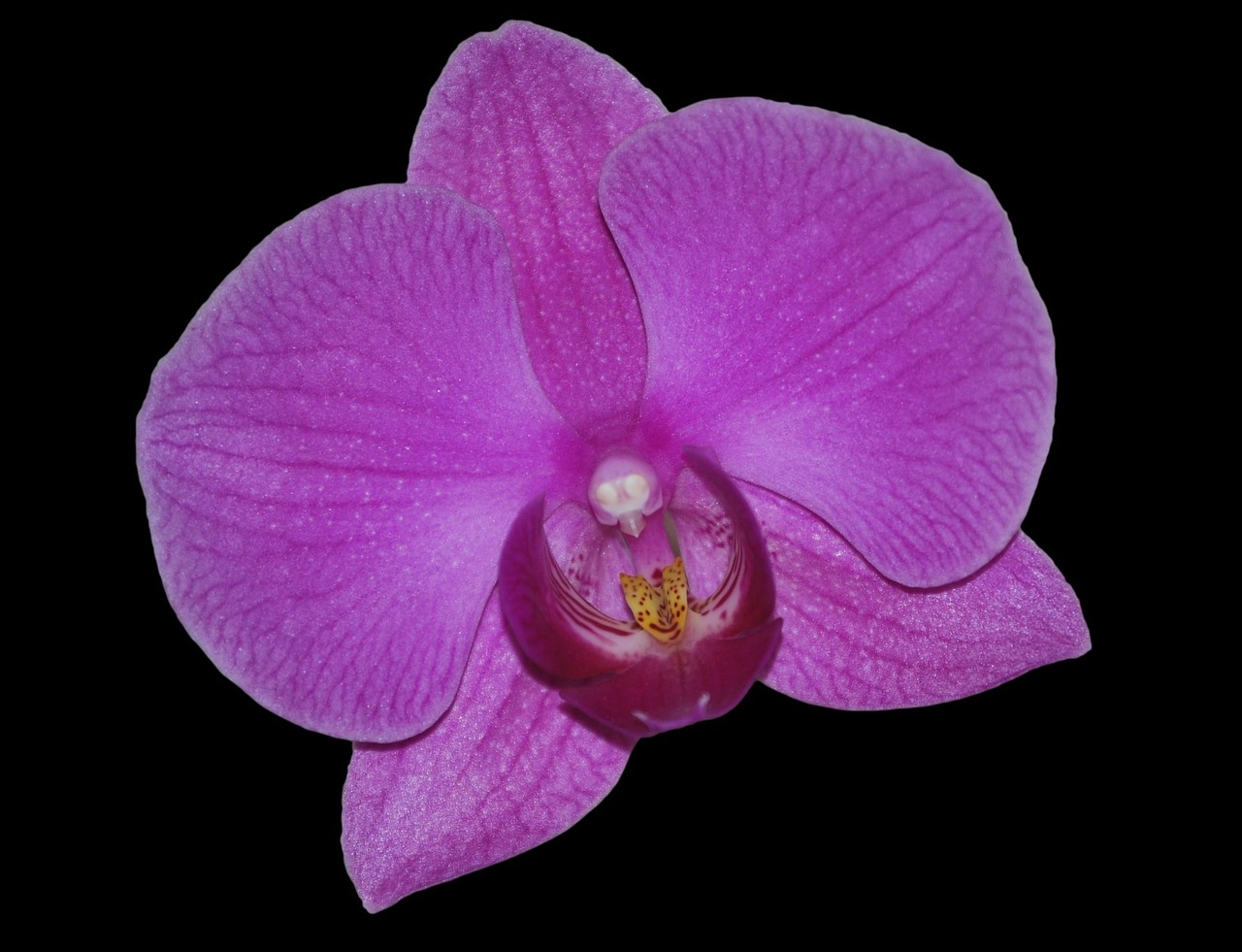 Gėlė, Orchidėja, Violetinė, Nemokamos Nuotraukos,  Nemokama Licenzija