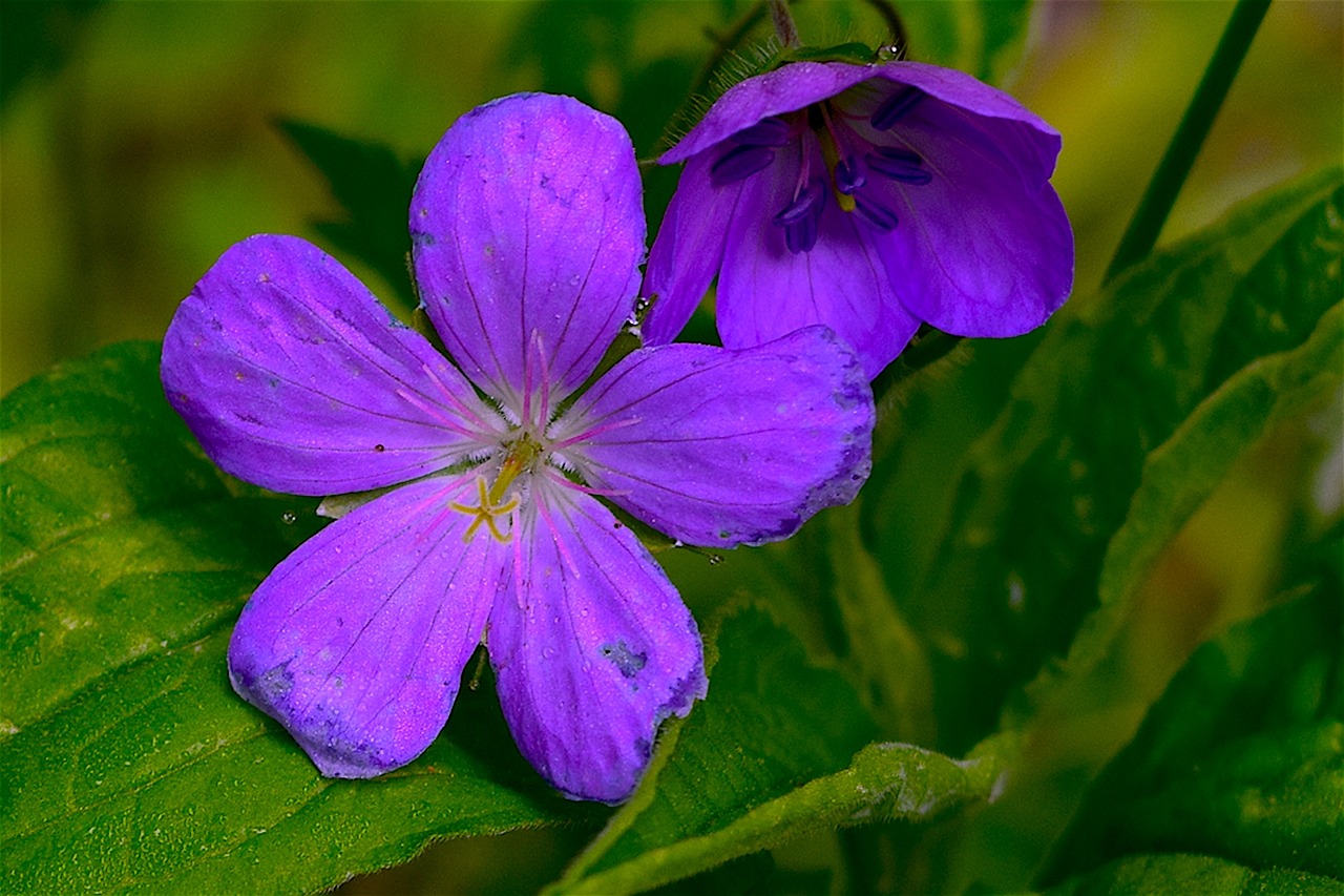 Gėlė, Violetinė, Gamta, Pavasaris, Žalias, Gėlių, Augalas, Žiedas, Spalva, Sodas