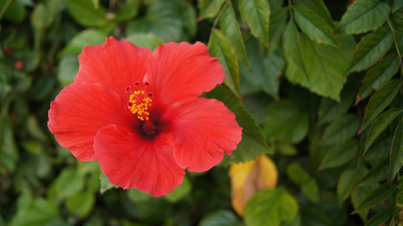 Gėlė, Hibiscus, Rožinė Gėlė, Vasara, Kiniškasis Hibiscus, Kinijos Rožė, Gėlės, Sodas, Vasaros Gėlės, Nemokamos Nuotraukos