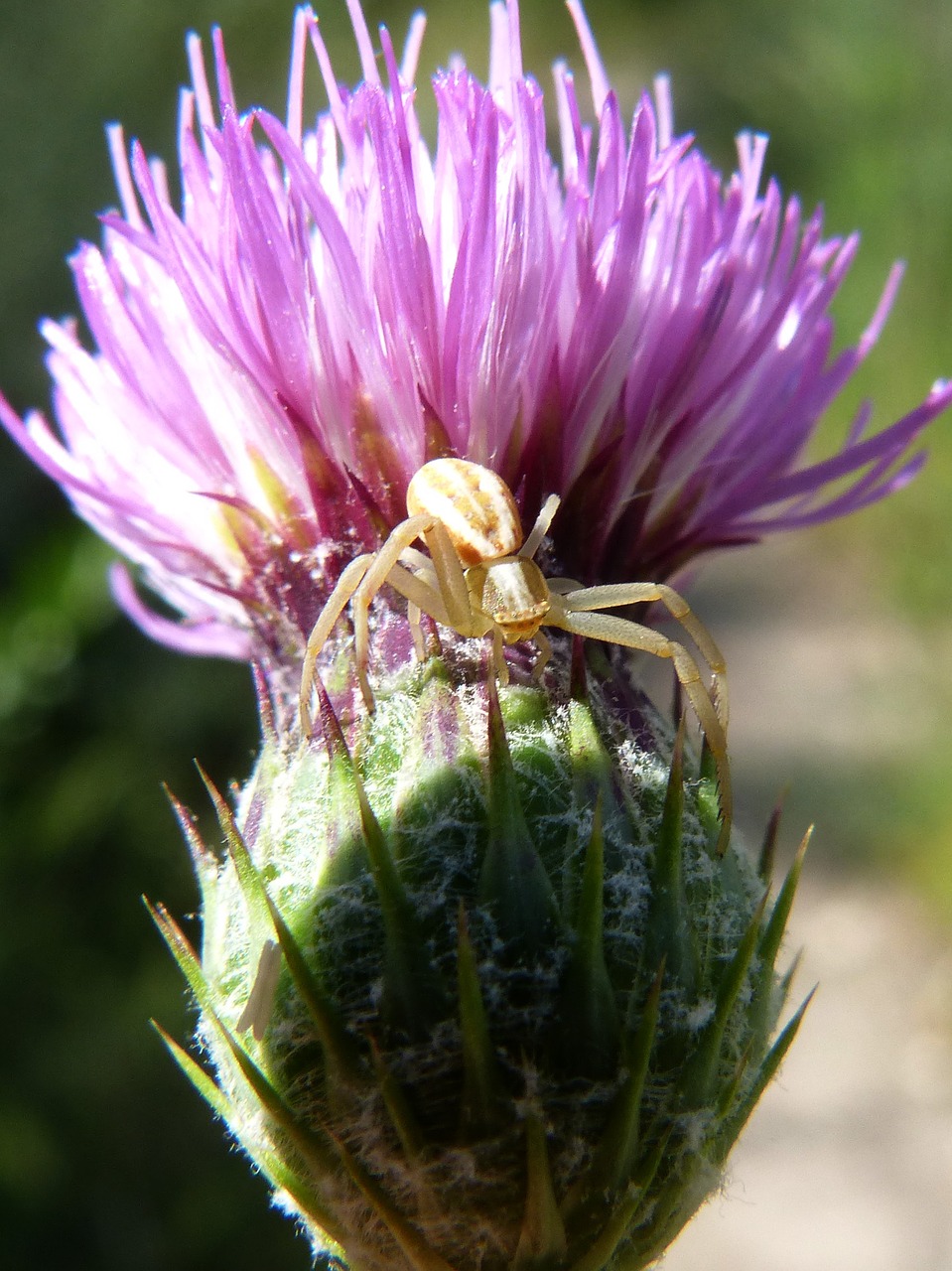 Gėlė, Voras, Drakoninės Gėlės, Arachnid, Siurprizas, Nemokamos Nuotraukos,  Nemokama Licenzija