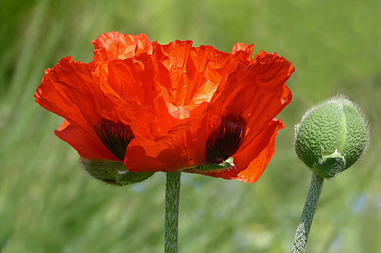 Gėlė, Aguona, Aguonos Gėlė, Papaver Rhoeas, Raudona, Pavasaris, Sodas, Nemokamos Nuotraukos,  Nemokama Licenzija