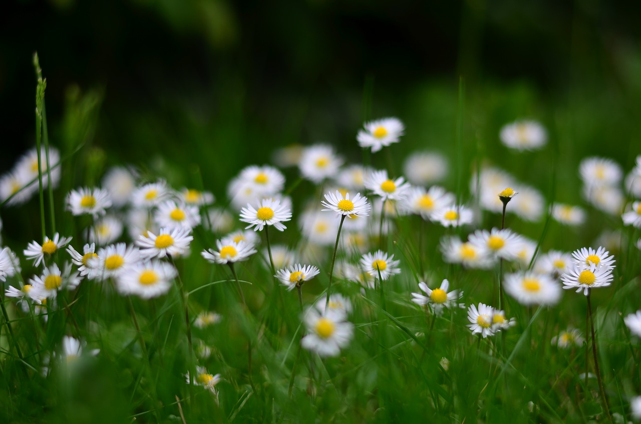 Gėlė, Gamta, Tulpės, Pavasaris, Daisy, Makro, Pavasario Gėlės, Uždaryti, Žalias, Gražus