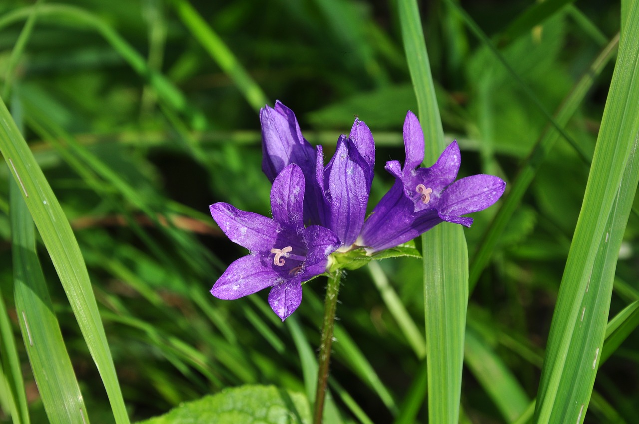 Gėlė, Violetinė, Žydėti, Nemokamos Nuotraukos,  Nemokama Licenzija