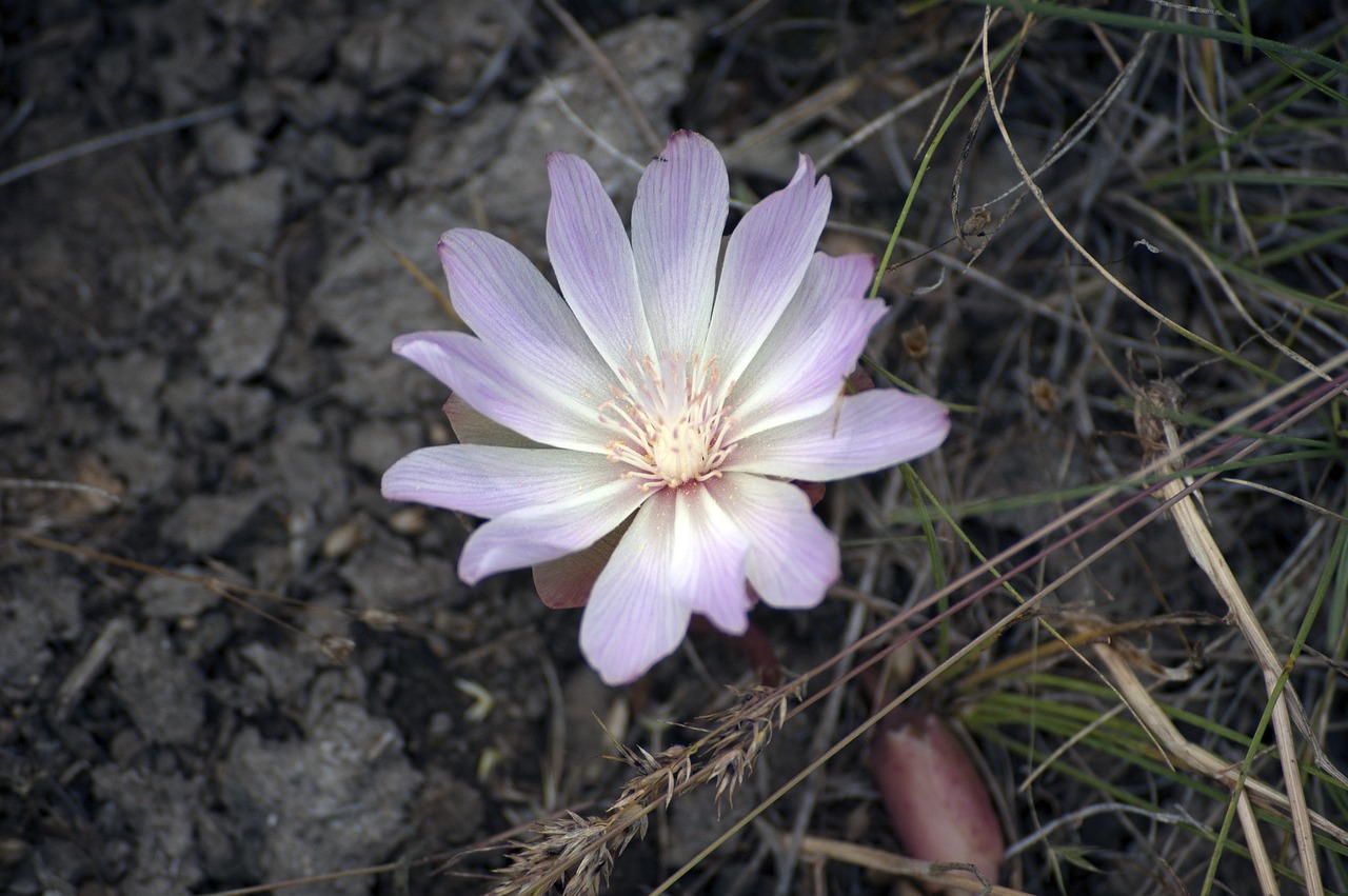 Gėlė, Wildflower, Gamta, Taikus, Tylus, Graži, Ramus, Fonas, Tapetai, Vanduo