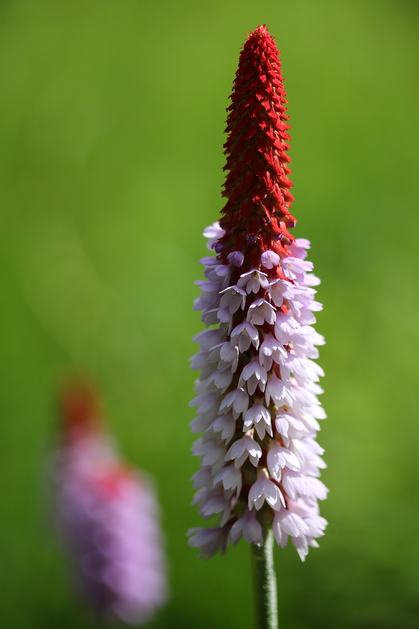 Gėlė, Žiedas, Žydėti, Vasara, Gamta, Augalas, Primula Vialii, Raudona, Rožinis, Nemokamos Nuotraukos