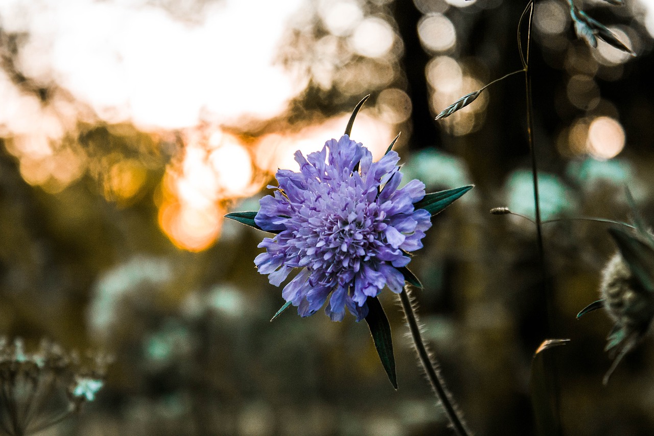 Gėlė, Wildflower, Violetinė, Gamta, Žalias, Miškas, Vasara, Dusk, Saulėlydis, Vakaras