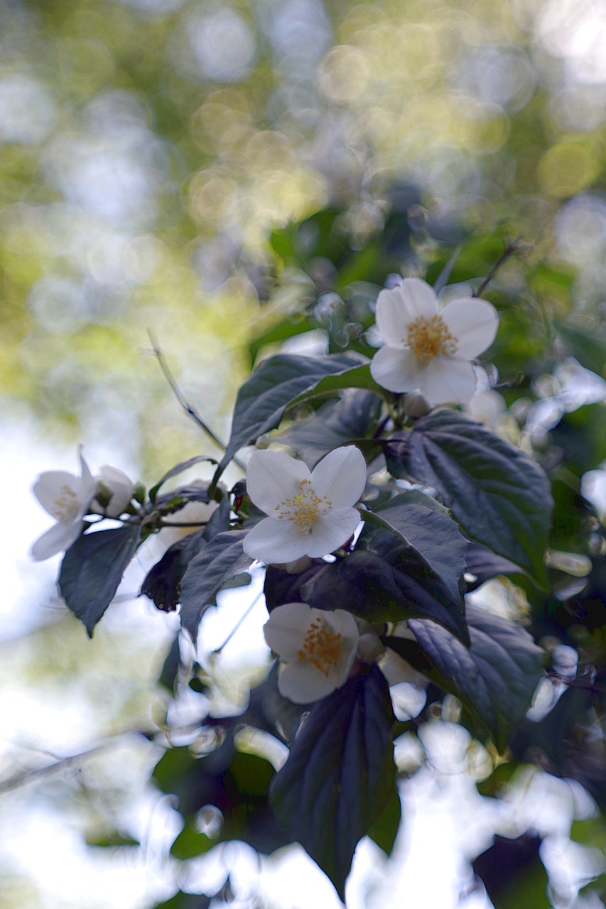 Gėlė, Spalvos, Blur, Bokeh, Žydėti, Sodas, Šviesa, Švytėjimas, Žiedlapiai, Žalias