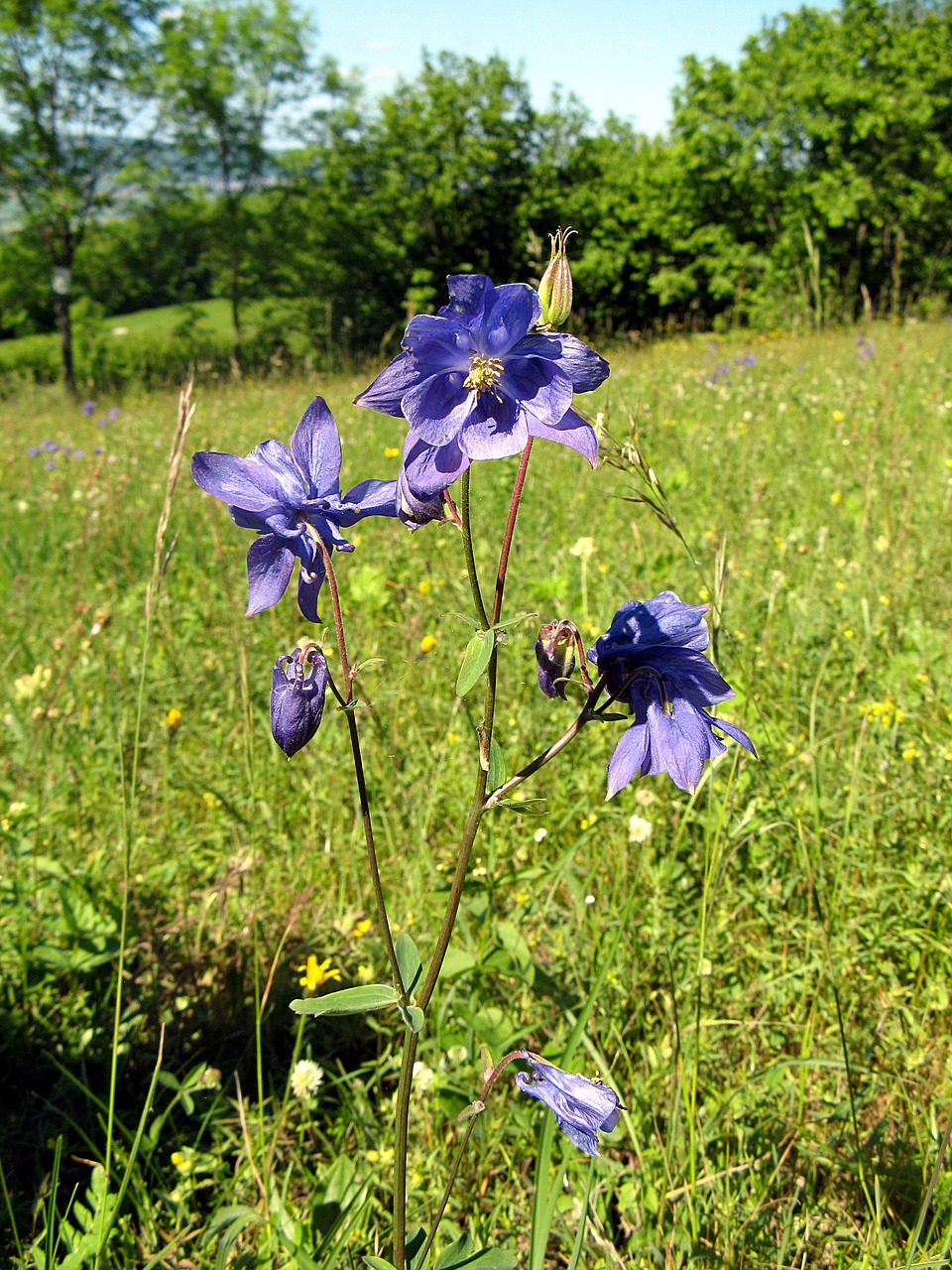 Gėlė, Violetinė, Žiedas, Žydėti, Pieva, Nemokamos Nuotraukos,  Nemokama Licenzija