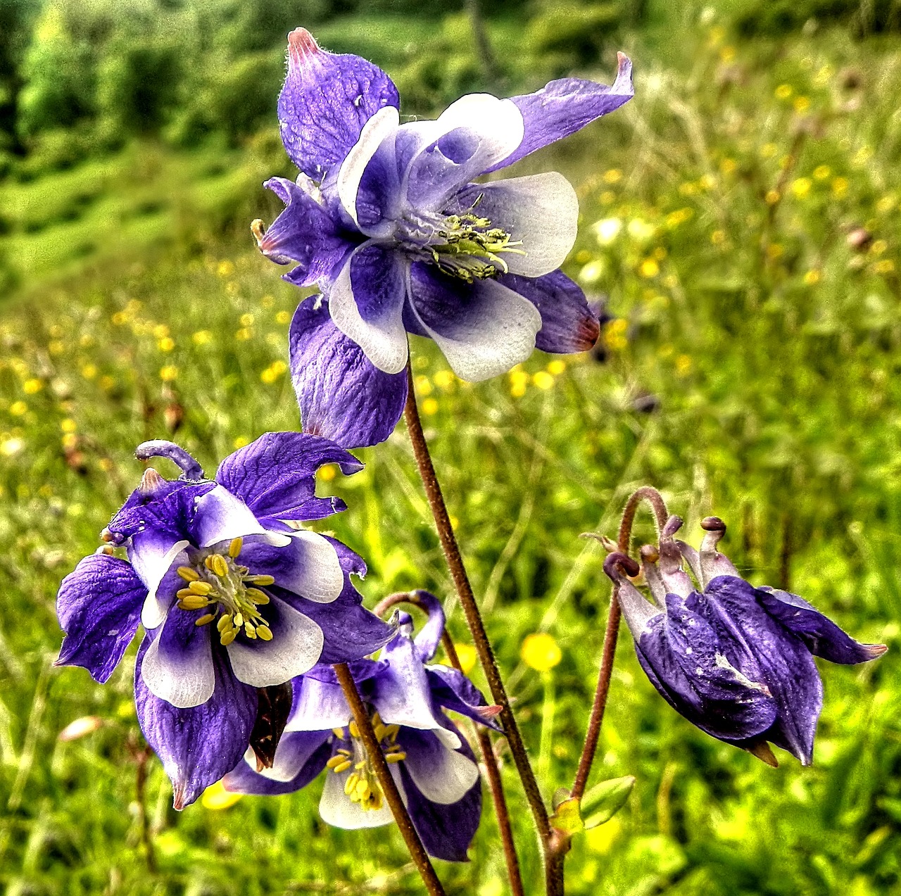 Gėlė, Orchidėja, Žiedas, Žydėti, Augalas, Violetinė, Gamta, Uždaryti, Laukinė Orchidėja, Violetinė