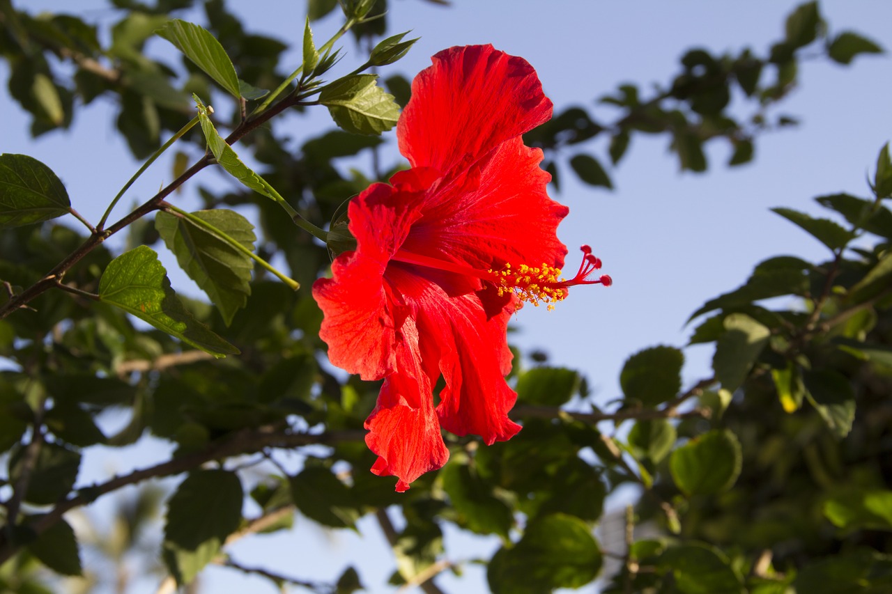 Gėlė, Raudona, Hibiscus, Nemokamos Nuotraukos,  Nemokama Licenzija