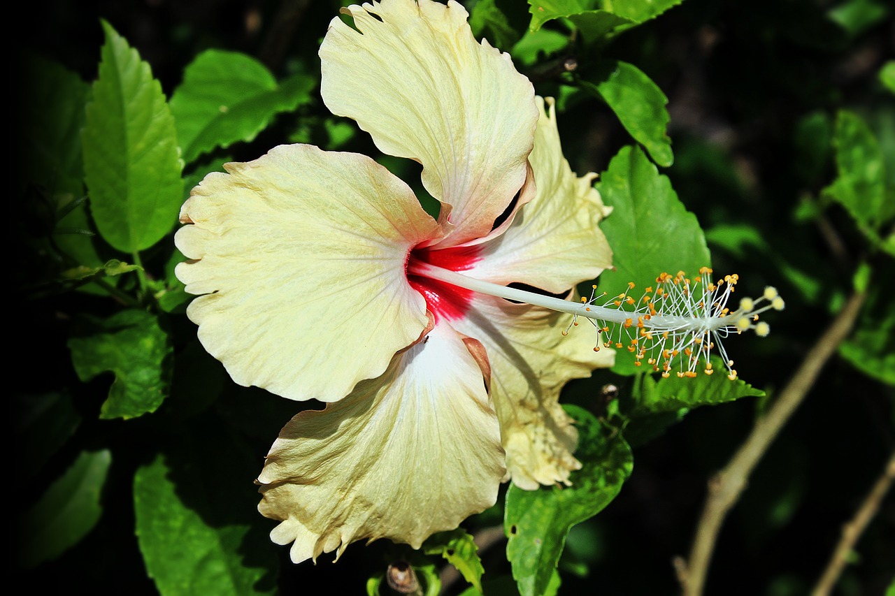 Gėlė, Gamta, Hibiscus, Geltona, Makro, Augalas, Natūralus, Sodas, Žiedas, Žydėti