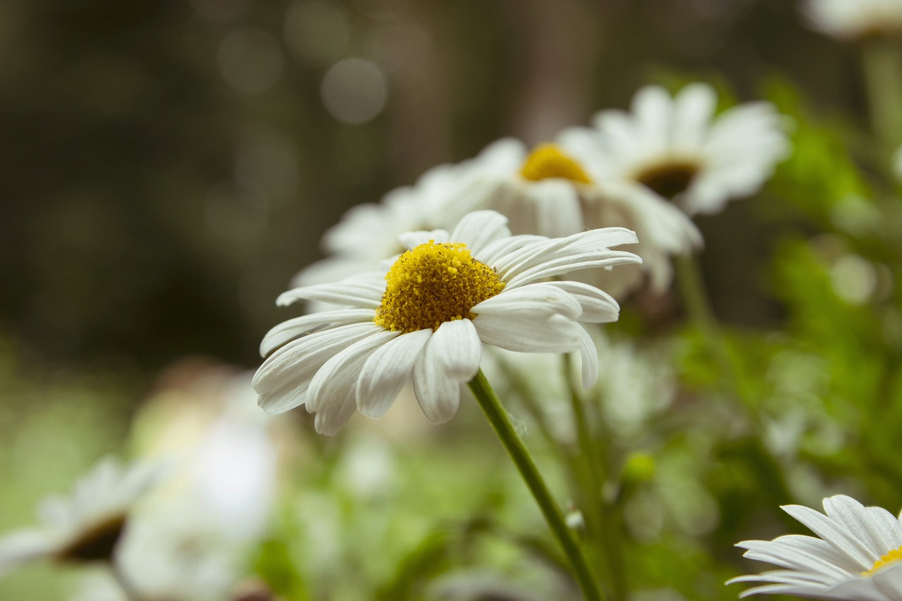 Gėlė, Daisy, Augalas, Žalias, Geltona, Gamta, Aštraus Gėlė, Flora, Sodas, Pavasaris