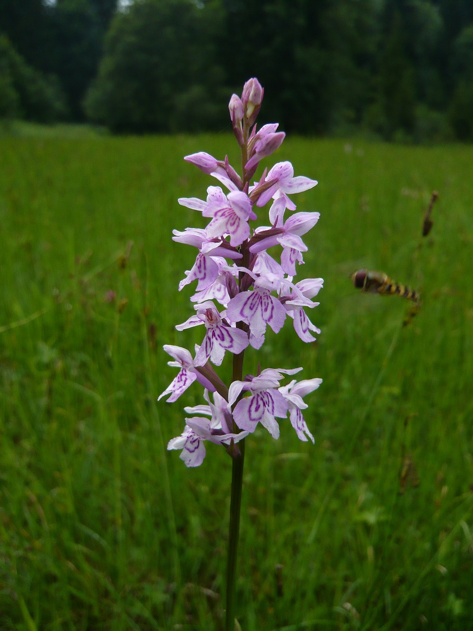 Gėlė, Orchidėja, Nemokamos Nuotraukos,  Nemokama Licenzija