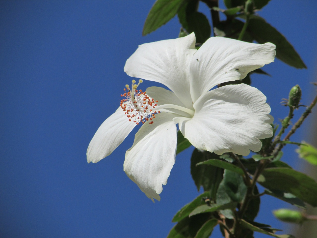 Gėlė, Wildflower, Balta Hibiscus Gėlė, Dharwad, Indija, Gėlių, Augalas, Natūralus, Žiedas, Žydėti