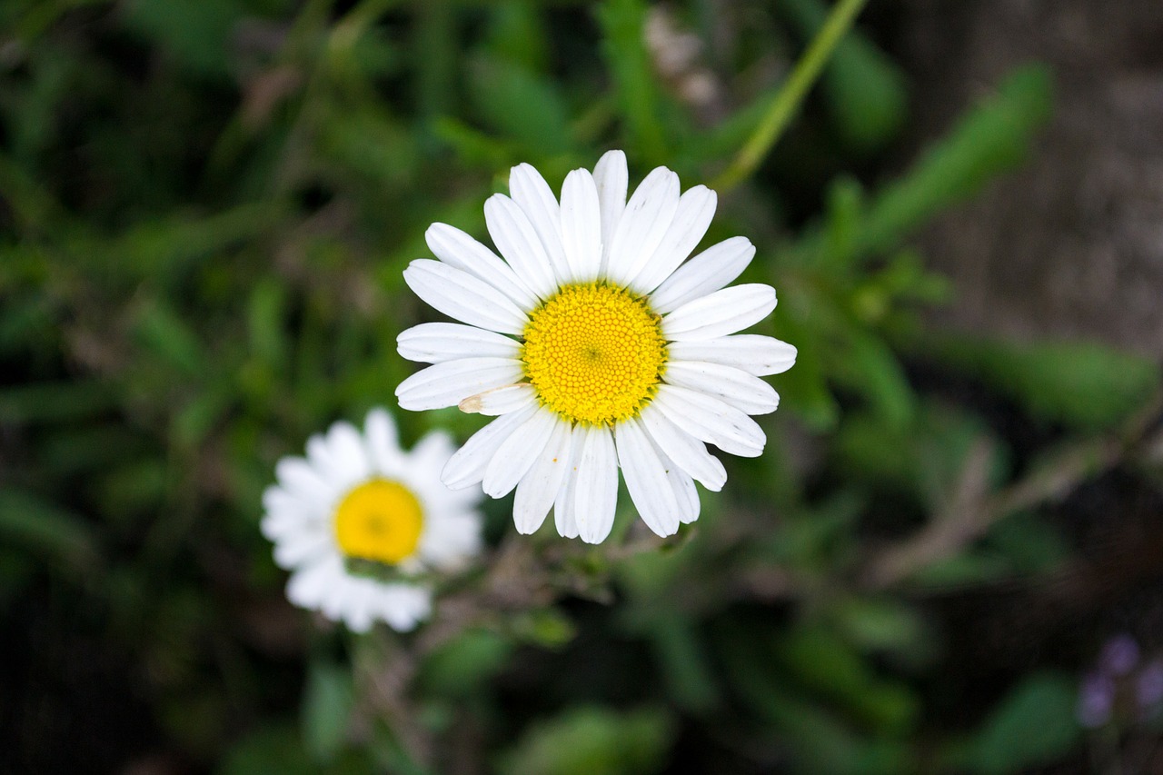 Gėlė, Gamta, Pavasaris, Augalas, Augalai, Daisy, Flora, Žolė, Sodas, Sėti