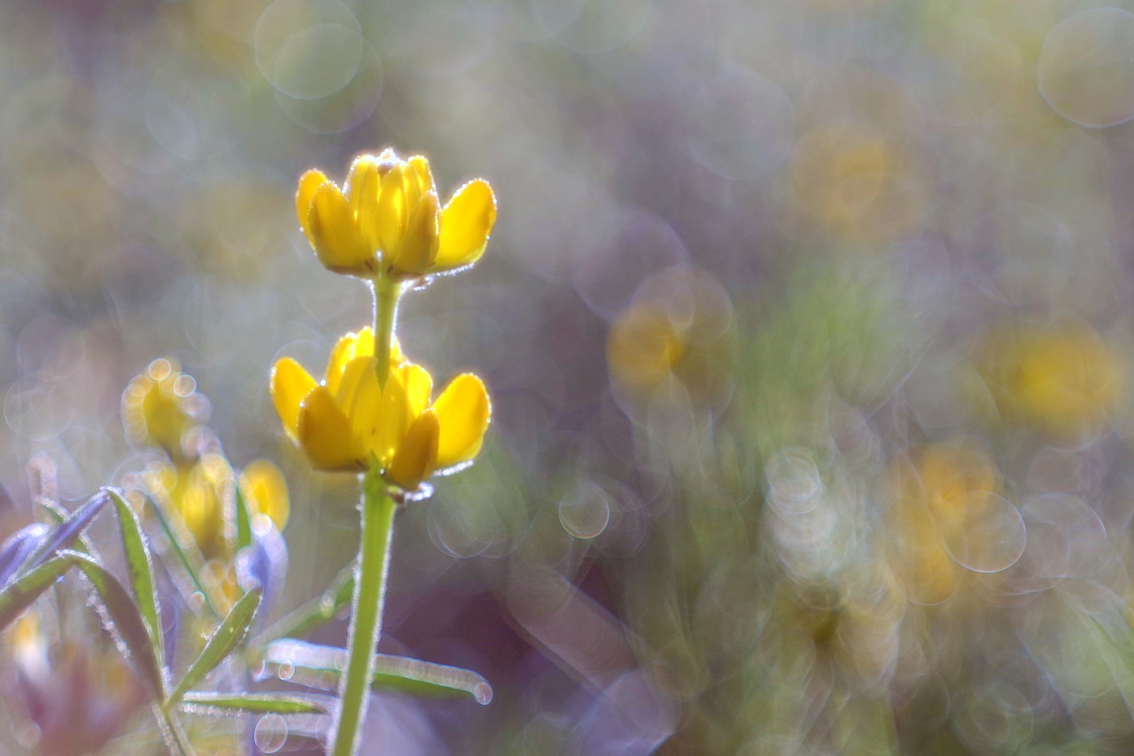 Gėlė, Geltona, Pieva, Spalvos, Rosa, Bokeh, Blur, Fonas, Žalias, Žolė